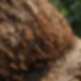 Close-up view of a termite swarm in a natural setting