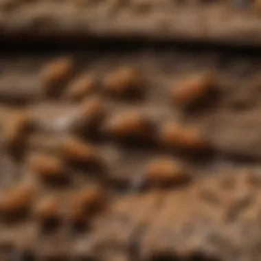 Visual representation of different types of termites found in New Jersey