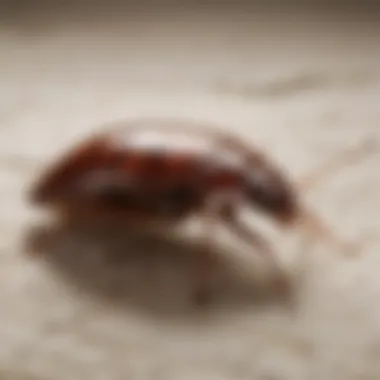 Effective Prevention Methods Against Bed Bugs Illustration of effective bed bug prevention methods