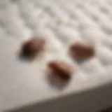 Close-up view of bed bugs on a mattress