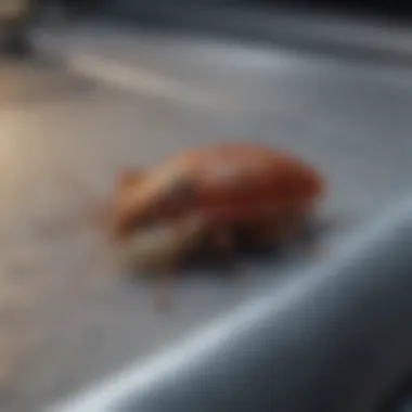 Recognizing Infestation Signs in Your Vehicle Diagram showing signs of bed bug infestation in cars