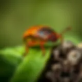 Pillbug in Its Natural Habitat A close-up view of a pillbug in its natural habitat