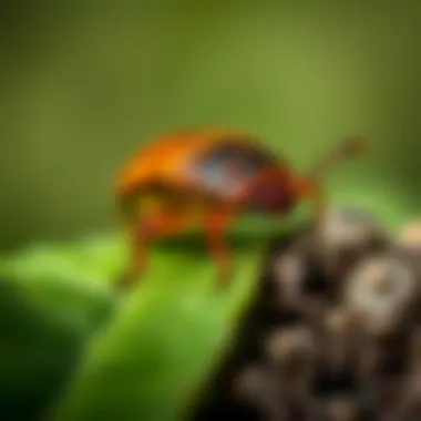 Pillbug in Its Natural Habitat A close-up view of a pillbug in its natural habitat