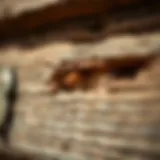 Close-up of termite damage in wood