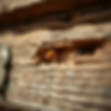 Termite Damage in Wood Close-up of termite damage in wood