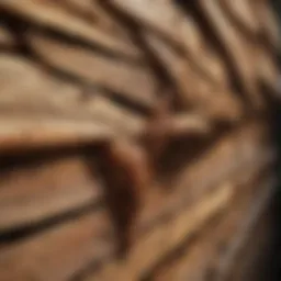 Illustration of termite damage in a wooden structure