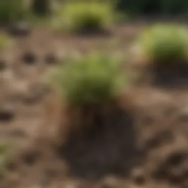 Nematodes Thriving in Soil Beneficial nematodes in a garden setting