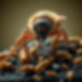 Illustration of common pests found in McDonough