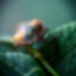 Close-up of a stink bug on a leaf