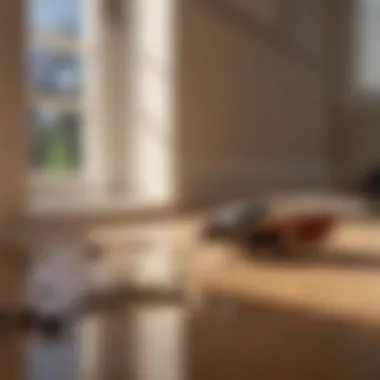 Effective Home Pest Prevention Techniques Preventive measures for pest control in a home