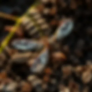 Exploring Natural Remedies for Pest Problems Natural pest control methods