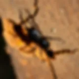 Detailed examination of termite damage in wooden structures