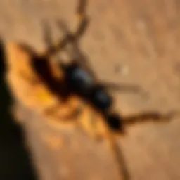 Detailed examination of termite damage in wooden structures