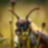 Animal Pest Management: Strategies and Insights Introduction