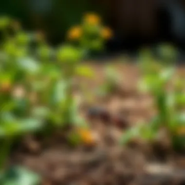 Sustainable Ant Control Options Eco-friendly ant spray solutions in a garden