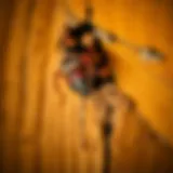 Termite damage in wooden structure