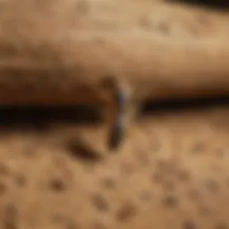 Illustration of termite control strategies