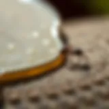 Application of Bayer Ant Gel on Surfaces Close-up of Bayer Ant Gel application on a surface