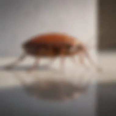 Application of Bayer Cockroach Gel in a corner of a kitchen