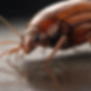 Effectiveness of Bayer Cockroach Gel Before and after results of Bayer Cockroach Gel usage