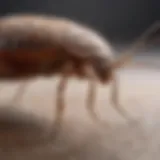 Close-up view of a bed bug fogger in action, releasing pesticide