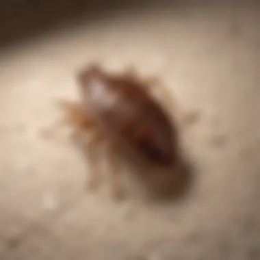 Bed Bug Life Cycle Diagram illustrating bed bug life cycle