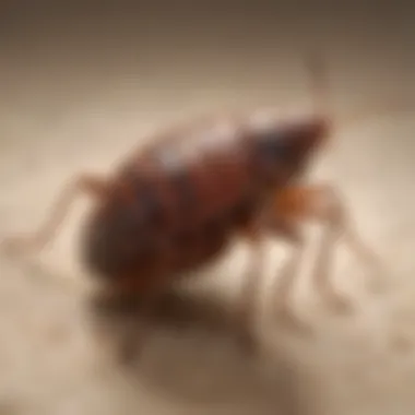 Understanding the Life Cycle of Bed Bugs Illustration depicting bed bug life cycle