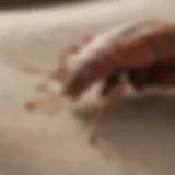 Close-up of bed bug on fabric