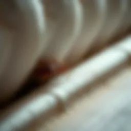 Close-up view of bed bug hiding in a mattress seam