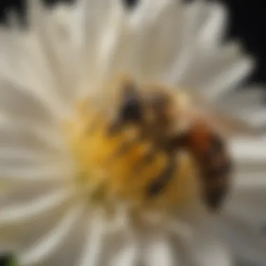 The Role of Honeybees in Pollination Close-up of a honeybee on a flower, illustrating its role in the ecosystem