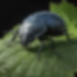 A close-up view of an invasive beetle on a leaf, showcasing its distinctive features.