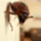 Identifying common pests in apartments