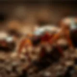 Common household pests found in Gilbert, AZ