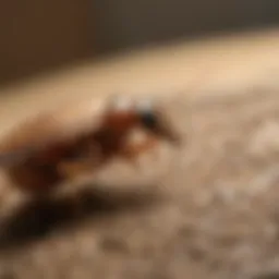 Effective pesticide options for termite control