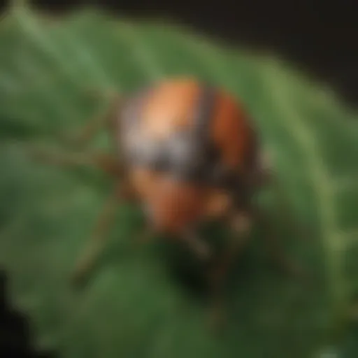 Close-up of a stink bug on a leaf