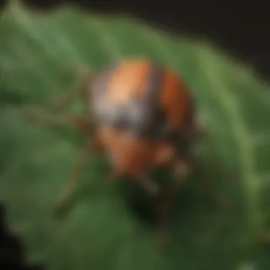 Stink Bug Close-up Close-up of a stink bug on a leaf