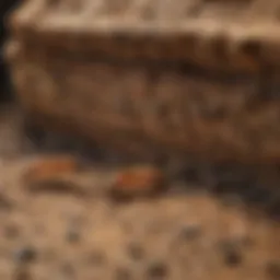 Detailed view of termite damage in wood