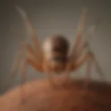 Close-up of a brown recluse spider showcasing its distinctive violin shape on the back.