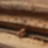 A close-up of a termite damage in wooden structure