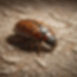 Close-up view of a carpet beetle on fabric