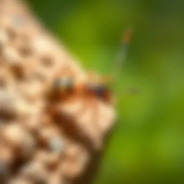 Identifying common pests in Cave Creek