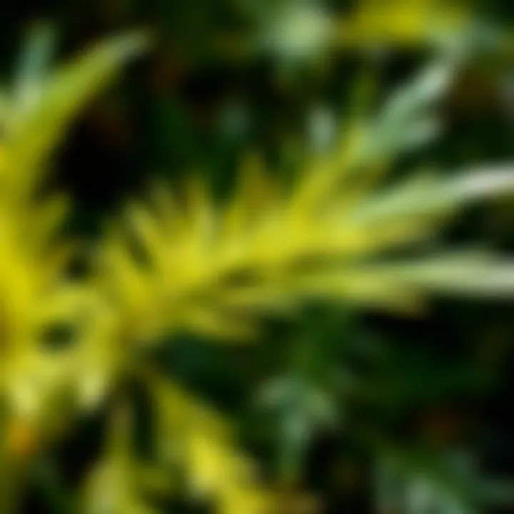 Citronella Plant Leaves Close-up view of citronella plant leaves