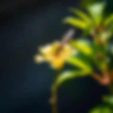 Natural Pest Control with Citronella Natural pest control methods with citronella