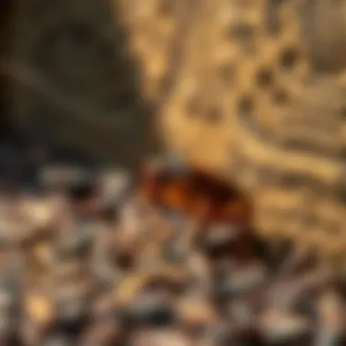 Combatting Large Roach Traps: An In-Depth Guide Introduction