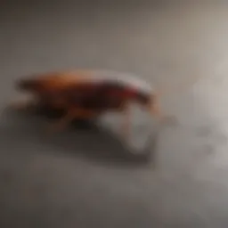 American cockroach on a surface