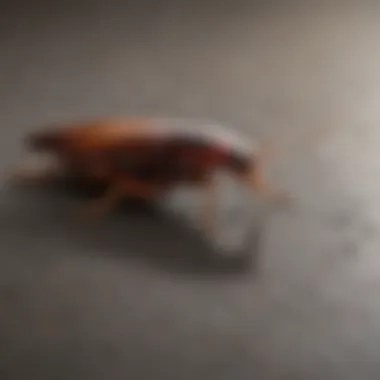 American Cockroach Identification American cockroach on a surface