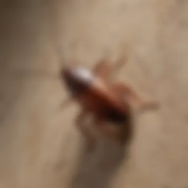 Brown-banded Cockroach Characteristics Brown-banded cockroach on a wall