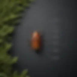 A visually striking comparison chart of Off Backyard Bug Control and Cutter