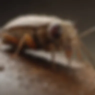 A close-up view of common South Carolina household pests.