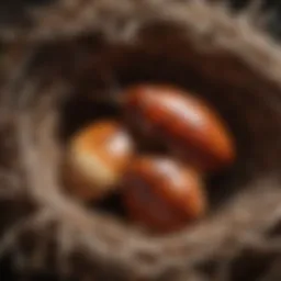 Illustration of cockroach eggs in a nest